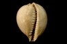 AUSTROCYPRACA CONTUSA - Miocene - Mornington peninsula, Victoria, AUSTRALIE