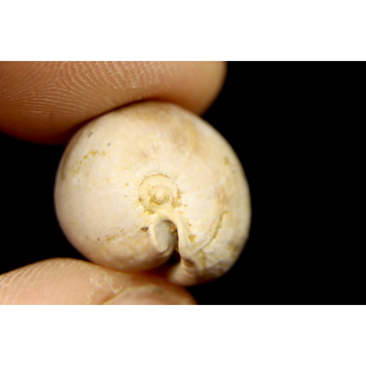 AUSTROCYPRACA CONTUSA - Miocene - Mornington peninsula, Victoria, AUSTRALIE