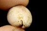 AUSTROCYPRACA CONTUSA - Miocene - Mornington peninsula, Victoria, AUSTRALIE
