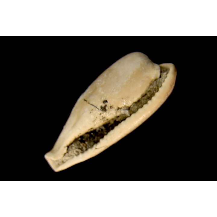 NOTOLUPONIA BRACHYPYGA  Miocène  Batesford Quarry, Victoria, AUSTRALIE
