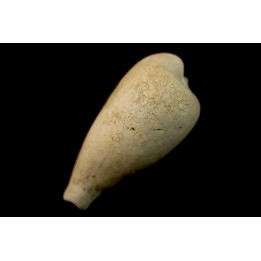 NOTOLUPONIA BRACHYPYGA  Miocène  Batesford Quarry, Victoria, AUSTRALIE