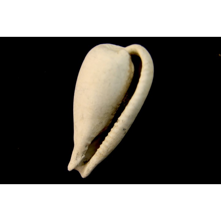 NOTOLUPONIA BRACHYPYGA  Miocène  Batesford Quarry, Victoria, AUSTRALIE