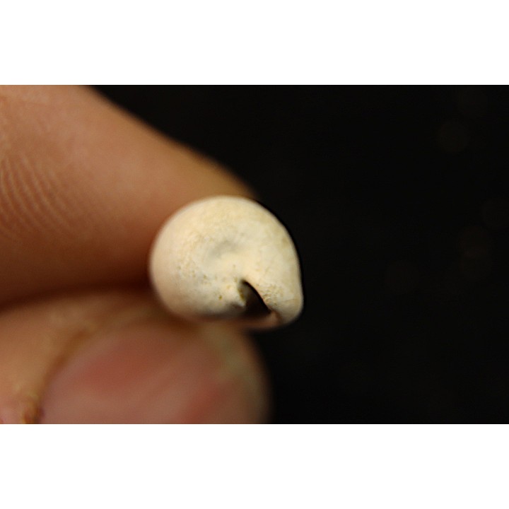 NOTOLUPONIA BRACHYPYGA  Miocène  Batesford Quarry, Victoria, AUSTRALIE