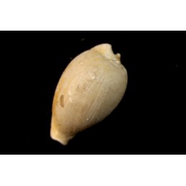 NOTADUSTA VICTORIANA - Miocene - Mornington peninsula, Victoria, AUSTRALIE
