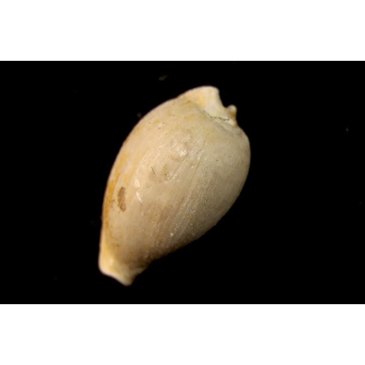 NOTADUSTA VICTORIANA - Miocene - Mornington peninsula, Victoria, AUSTRALIE