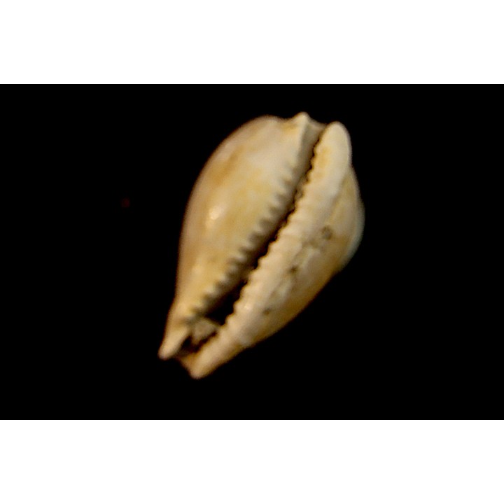 NOTADUSTA VICTORIANA - Miocene - Mornington peninsula, Victoria, AUSTRALIE