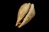NOTADUSTA VICTORIANA - Miocene - Mornington peninsula, Victoria, AUSTRALIE
