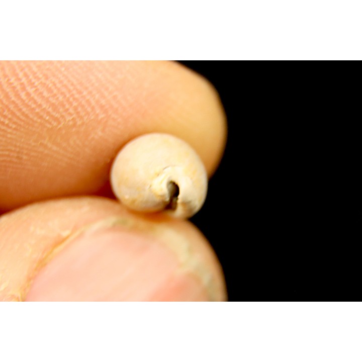 NOTADUSTA VICTORIANA - Miocene - Mornington peninsula, Victoria, AUSTRALIE