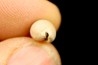 NOTADUSTA VICTORIANA - Miocene - Mornington peninsula, Victoria, AUSTRALIE
