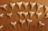 rare association de 46 dents du même requin: OTODUS OBLIQUUS - Ypresien - Oued Zem, Maroc