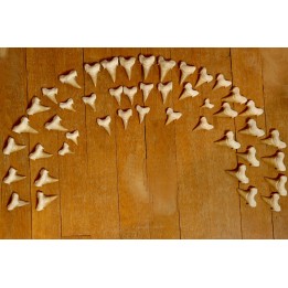 TOP ! 46 teeth from the same animal: OTODUS OBLIQUUS - Ypresian - Oued Zem, Morocco