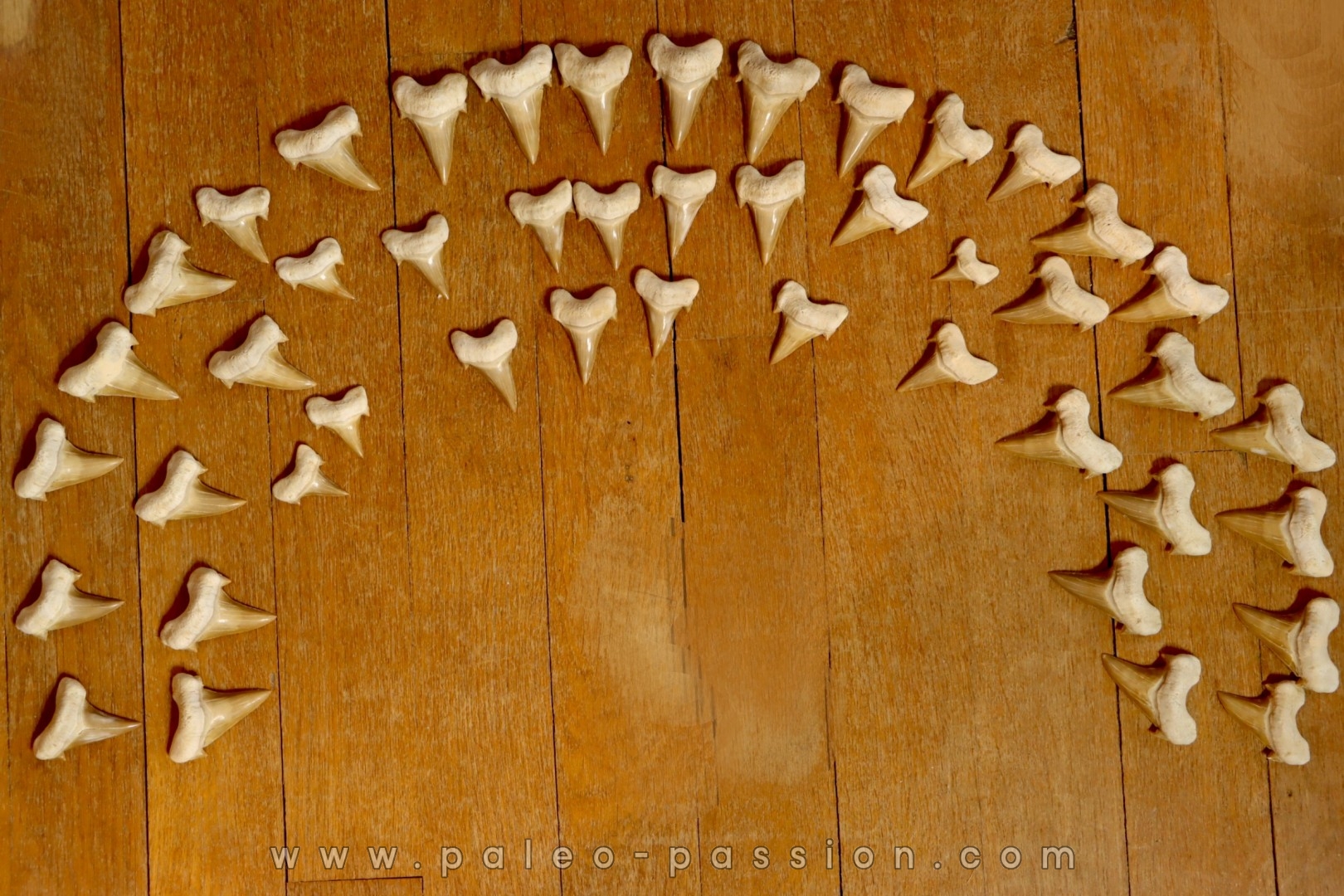 TOP ! 46 teeth from the same animal: OTODUS OBLIQUUS - Ypresian - Oued Zem, Morocco