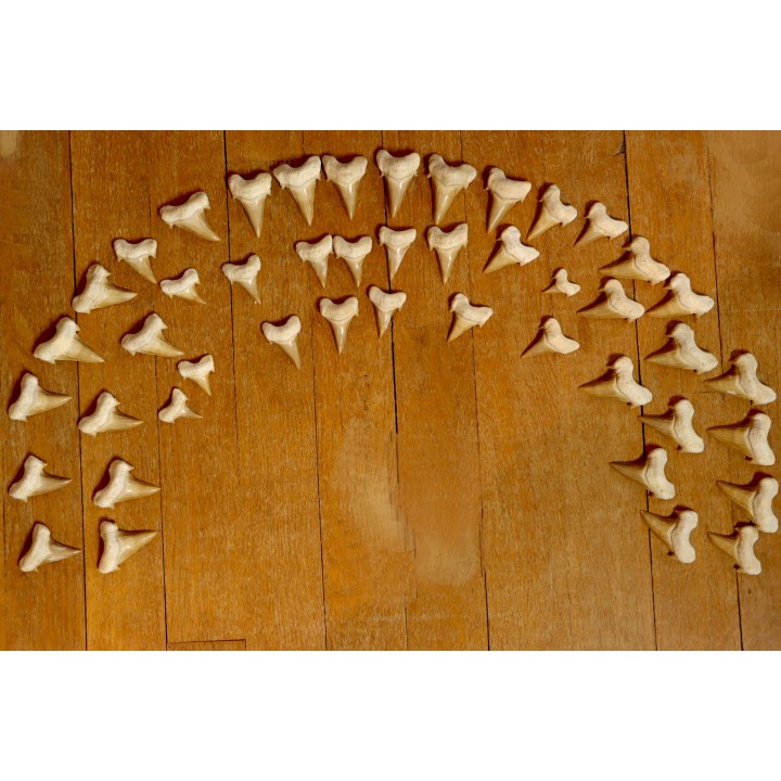 rare association de 46 dents du même requin: OTODUS OBLIQUUS - Ypresien - Oued Zem, Maroc