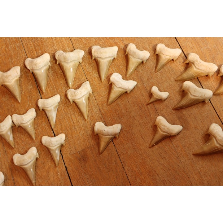 TOP ! 46 teeth from the same animal: OTODUS OBLIQUUS - Ypresian - Oued Zem, Morocco