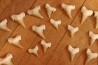 TOP ! 46 teeth from the same animal: OTODUS OBLIQUUS - Ypresian - Oued Zem, Morocco