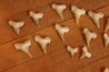 rare association de 46 dents du même requin: OTODUS OBLIQUUS - Ypresien - Oued Zem, Maroc
