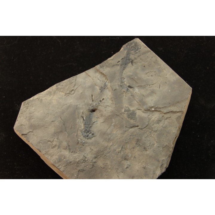 branchiosaure (protriton) petrolei - Autunien - Autun, FRANCE