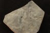 branchiosaure (protriton) petrolei - Autunian - Autun, France