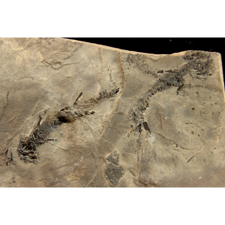 branchiosaure (protriton) petrolei - Autunian - Autun, France