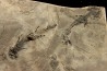 branchiosaure (protriton) petrolei - Autunien - Autun, FRANCE