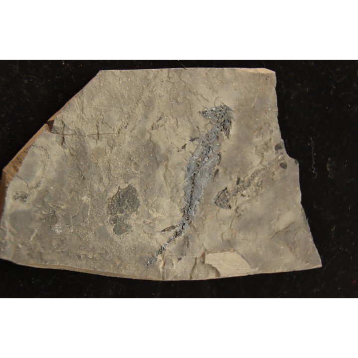 branchiosaure (protriton) petrolei - Autunian - Autun, France