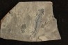 branchiosaure (protriton) petrolei - Autunien - Autun, FRANCE