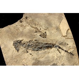 branchiosaure (protriton) petrolei - Autunien - Autun, FRANCE