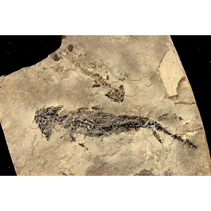 branchiosaure (protriton) petrolei - Autunien - Autun, FRANCE