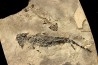 branchiosaure (protriton) petrolei - Autunien - Autun, FRANCE