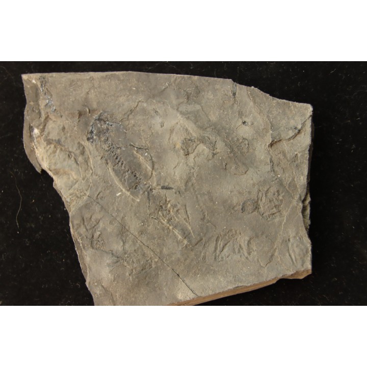 branchiosaure (protriton) petrolei - Autunien - Autun, FRANCE