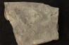 branchiosaure (protriton) petrolei - Autunien - Autun, FRANCE