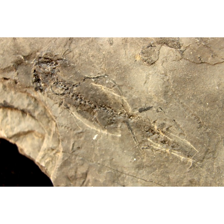 branchiosaure (protriton) petrolei - Autunien - Autun, FRANCE