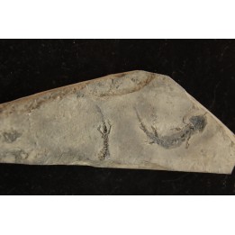 branchiosaure (protriton) petrolei - Autunian - Autun, France