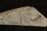 branchiosaure (protriton) petrolei - Autunien - Autun, FRANCE
