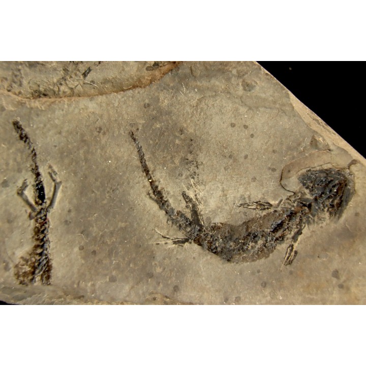branchiosaure (protriton) petrolei - Autunian - Autun, France