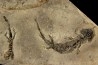 branchiosaure (protriton) petrolei - Autunien - Autun, FRANCE