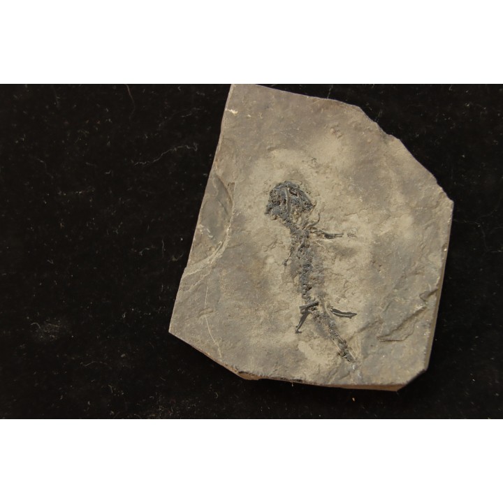 branchiosaure (protriton) petrolei - Autunien - Autun, FRANCE
