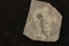 branchiosaure (protriton) petrolei - Autunien - Autun, FRANCE