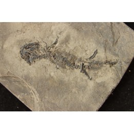 branchiosaure (protriton) petrolei - Autunien - Autun, FRANCE