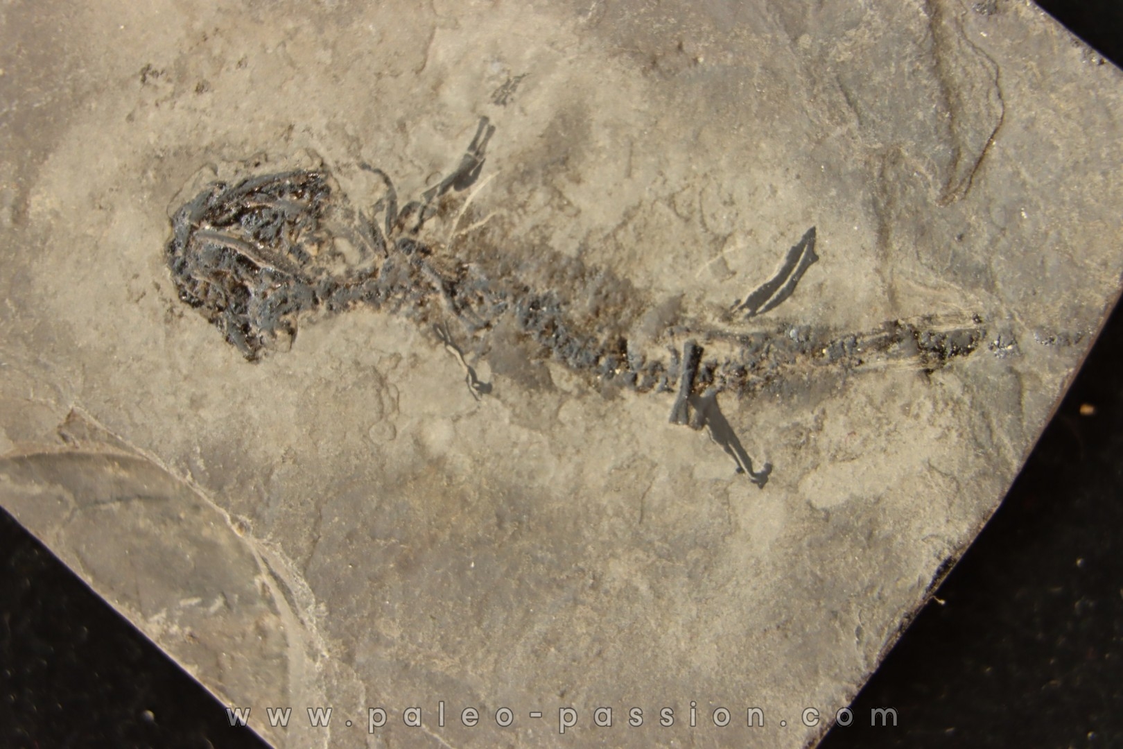 branchiosaure (protriton) petrolei - Autunian - Autun, France