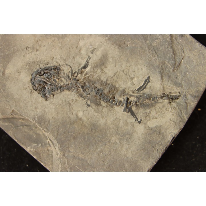 branchiosaure (protriton) petrolei - Autunien - Autun, FRANCE
