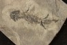 branchiosaure (protriton) petrolei - Autunien - Autun, FRANCE