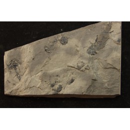 branchiosaure (protriton) petrolei - Autunian - Autun, France