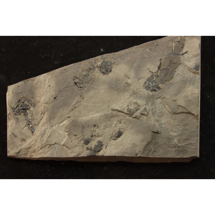 branchiosaure (protriton) petrolei - Autunien - Autun, FRANCE