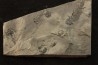 branchiosaure (protriton) petrolei - Autunien - Autun, FRANCE