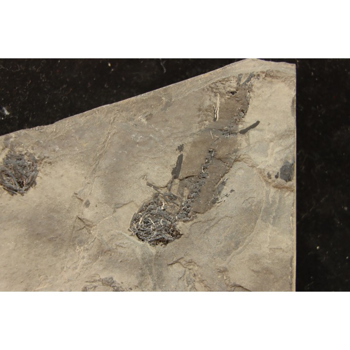 branchiosaure (protriton) petrolei - Autunien - Autun, FRANCE