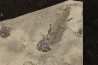 branchiosaure (protriton) petrolei - Autunien - Autun, FRANCE