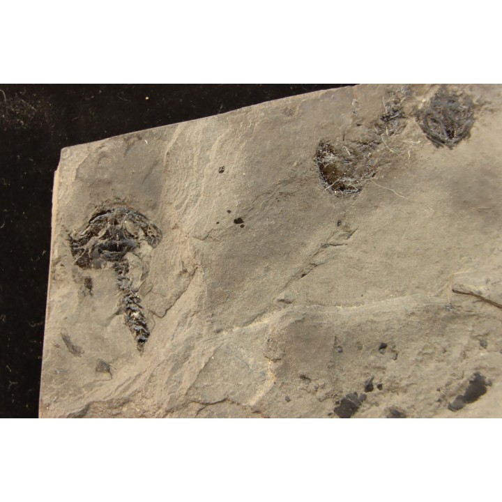 branchiosaure (protriton) petrolei - Autunien - Autun, FRANCE