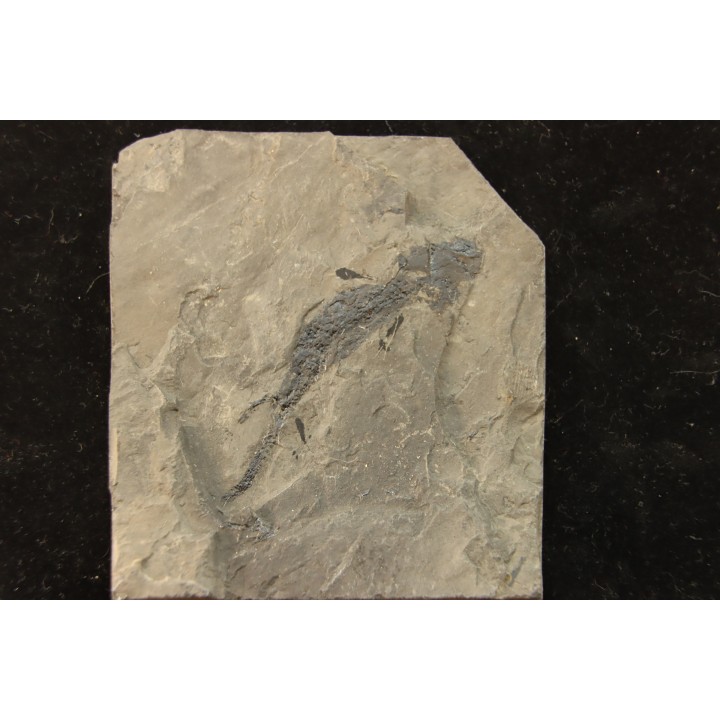 branchiosaure (protriton) petrolei - Autunian - Autun, France