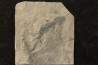 branchiosaure (protriton) petrolei - Autunian - Autun, France